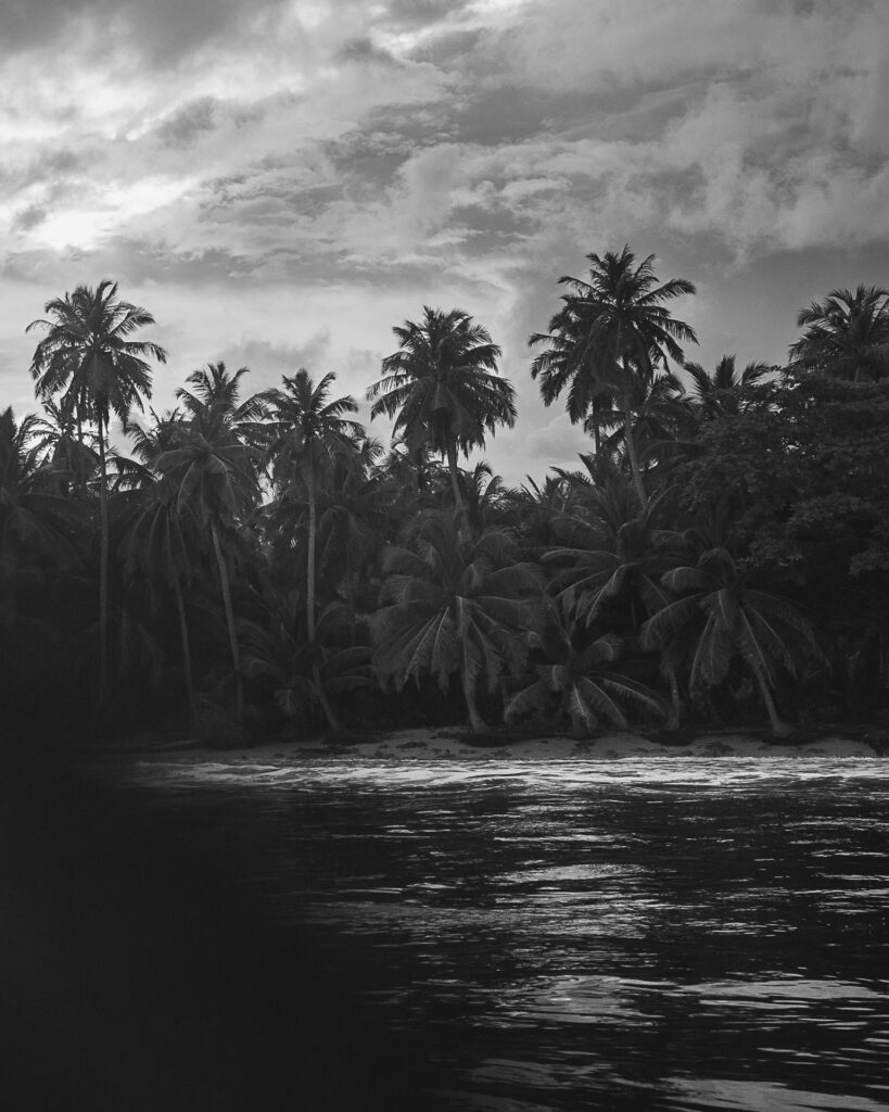 palmtrees bw